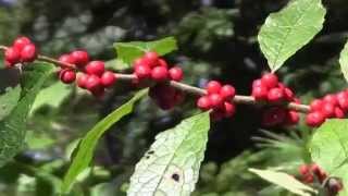 EcoBeneficial Tips Spotlight on Winterberry [upl. by Corena890]