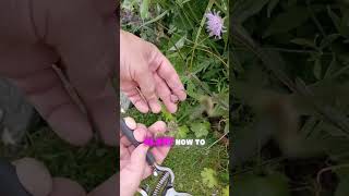 How to Dead Head Scabiosa  Keep Scabiosa Flowering All Summer  Scabious Growing Tips [upl. by Terzas100]