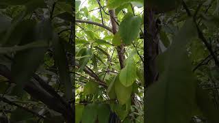 Guava plant Psidium guajava [upl. by Capone]