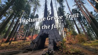 Tuolumne Grove Trail in Autumn 🍂 Yosemite National Park [upl. by Eyr]