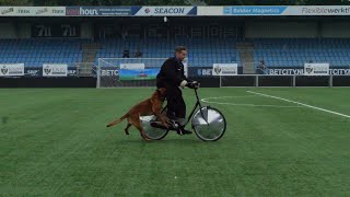 KNPV Kampioenschappen 2024 Eindhoven [upl. by Attenborough647]