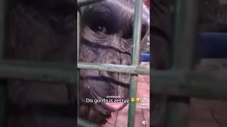 This gorilla zesty meme funny memes [upl. by Sandeep]