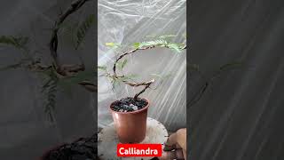 Prebonsai Calliandra [upl. by Aicatsue678]