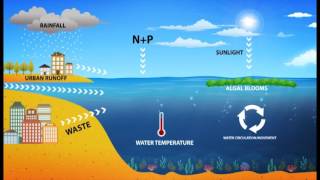 Harmful Algal Blooms HAB [upl. by Bushweller]