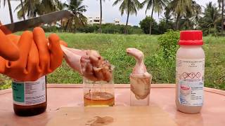 CHICKEN VS SULFURIC ACID VS HCL ACID  DAMAGE TO SKIN BY ACIDS  EXPERIMENTS AND HACKS [upl. by Navak]