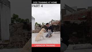 Labrador Training  Part 4 puppy training labrador youtubeshorts [upl. by Stroup]