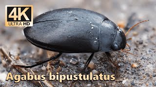 Agabus bipustulatus [upl. by Anahir948]