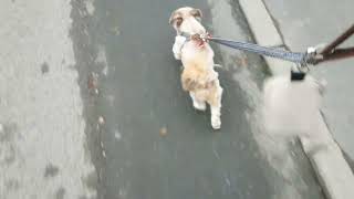 Me Walking My Favourite Ewok Called Ollie At The Fantastic Tattershall Lakes Country Park On A [upl. by Moishe]