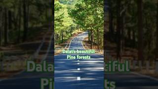 Dalats beautiful Pine forests Dalat Vietnam in Autumn shorts [upl. by Damien]