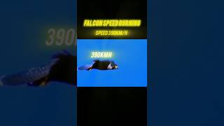 Peregrine Falcon speed 390kmfastest animals shorts trending youtubeshorts viralvideo [upl. by Hephzipa141]