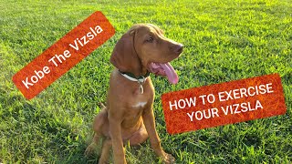 How To Exercise A VIZSLA Puppy [upl. by Louella]