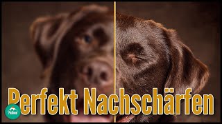 Die BESTE Methode zum Nachschärfen in PHOTOSHOP  PhotOwner [upl. by Ayidah]