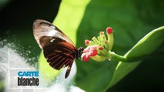 How You Can Help Save The Insects  carte Blanche  MNet [upl. by Yellac]