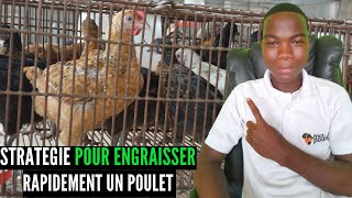 3 Techniques à Utiliser Pour Faire un Meilleur Engraissement des Poulets Goliath [upl. by Colene981]