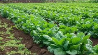 Amaranthus viridis  Bayam Raja [upl. by Wing]