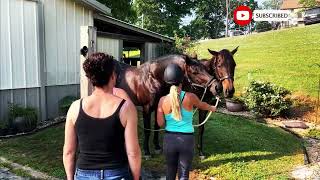 How Stallions Breed First Time at Horse Stable Educational Video [upl. by Tanberg]