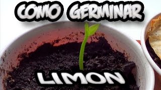 Como Germinar Una Semilla De Limon  Experimentos  La Huertina De Toni [upl. by Annaer381]