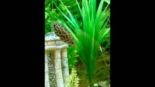 African Leaf Fish Leopard Ctenopoma Yawning [upl. by Fredette]