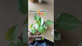 Money💰 plant care tips💯 moneyplant plants gardening indoorplants pothos plantcare propogation [upl. by Ecirtnahs]