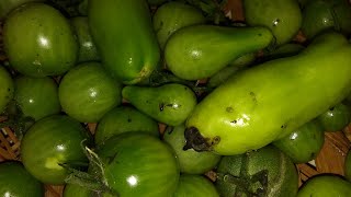 Start of piccalilli step 1 [upl. by Arnulfo592]