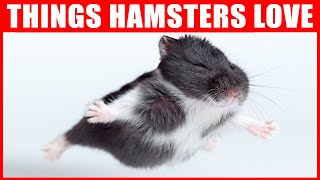 14 Things Hamsters Love the Most [upl. by Aiuqenehs]