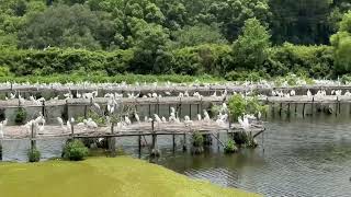 Avery Island Jungle Gardens Louisiana BIRD CITY 52624 [upl. by Niela562]