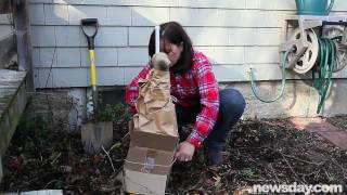 How to Protect a Fig Tree During the Winter [upl. by Saied969]