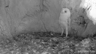 Barn Owl Baby Just Heard Thunder for the First Time  Discover Wildlife  Robert E Fuller [upl. by Dranyl]