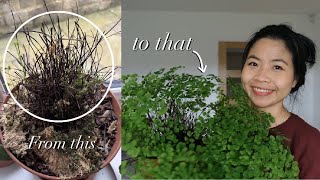 My favourite house plant  Maidenhair Fern  House Plant Care [upl. by Adoh830]