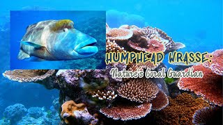 Humphead Wrasse Nature’s Coral Guardian fish humphead seacreatures animals [upl. by Marlea252]