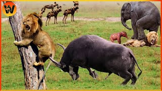 30 Most Amazing Moments Of Wild Animal Fight  Wild Discovery Animal [upl. by Elik]