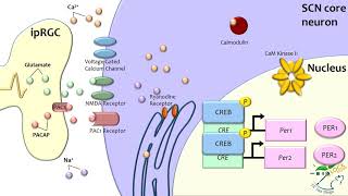 Mammalian Molecular Entrainment to Light and Networks [upl. by Buller868]