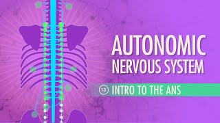 Autonomic Nervous System Crash Course Anatomy amp Physiology 13 [upl. by Lyndell25]