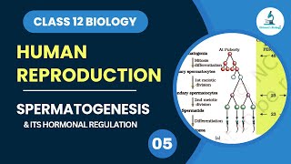 Spermatogenesis  Gametogenesis  Hormonal Regulation  Human Reproduction  Class 12 Biology [upl. by Douglass950]