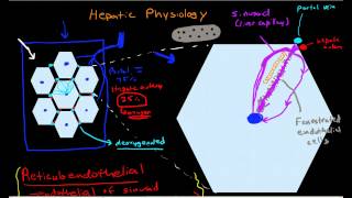 Hepatic Physiology 3 Sinusoids amp Surrounding Cells [upl. by Husch307]