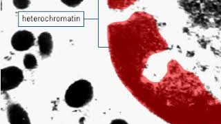 Euchromatin and heterochromatin [upl. by Aminta]