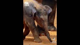 baby elephant pinnawala srilanka 🇱🇰 [upl. by Ecnadnac]