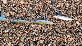 Fishing Adventures 🎣 Seaford beach England UK 🇬🇧 trending fishing follower viral vira [upl. by Treb994]