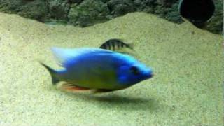 Protomelas sp quotSteveni Taiwanquot Higga reef spawn  PISCES [upl. by Ecnahc]