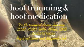 hoof trimming and medication in cattlelaminitis in cattle pus formation in hoof Dr asrar vet [upl. by Bud682]