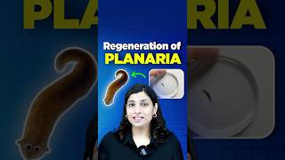 Regeneration of Planaria neetbiology riturattewal neet2025 neetbiologypreparation [upl. by Obadiah]