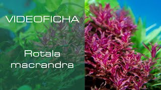 Rotala macrandra  Videoficha  Una planta con un rosa intenso  PezVerde [upl. by Abel]