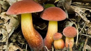 Foraging Boletus sensibilis and Boletus bicolor [upl. by Kile]