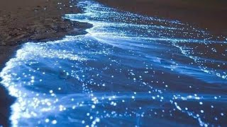 BIOLUMINISCENCIA en HOLBOX  Espectáculo🤩🤩 [upl. by Kalasky]