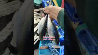 BiraBira Fishing MahiMahi and Yellow Fin Tuna shorts [upl. by Platus]