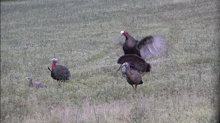 Fighting Virginia Gobbler vs 470 FPS Crossbow 2020 [upl. by Arhsub]