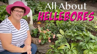 All About Hellebores  🌺🌸🌼❤️ [upl. by Ahsinek]