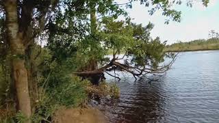 White Oak River North Carolina Croatan national forest [upl. by Anatak655]