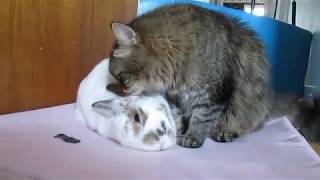 Affectionate Siberian cat grooming a bunny rabbit [upl. by Noreh511]