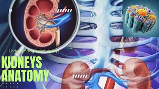 Amazing knowledge about Kidneys [upl. by Cheslie]